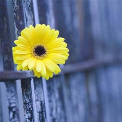 皇冠体育app下载